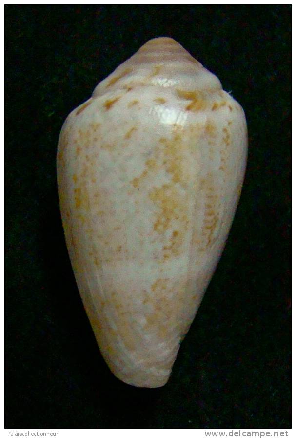 N°2390  //  CONUS  VENTRICULUS   " ANGOLA " //  F++ :  28,6mm  //   ASSEZ COURANT   . - Seashells & Snail-shells
