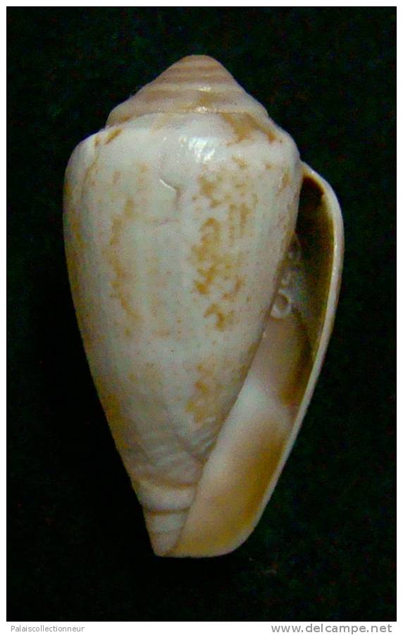 N°2390  //  CONUS  VENTRICULUS   " ANGOLA " //  F++ :  28,6mm  //   ASSEZ COURANT   . - Seashells & Snail-shells