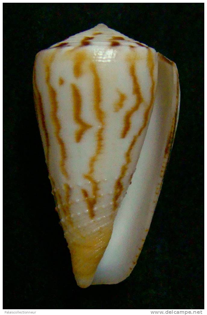 N°2400  //  CONUS  STRIATELLUS  LICTOR  " Nelle-CALEDONIE "  //  F+++ :  27,6mm  //   TRES RARE   . - Muscheln & Schnecken