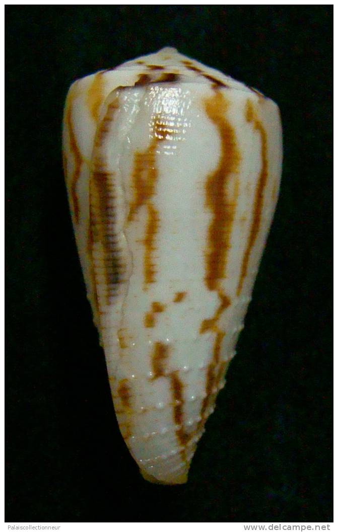 N°2400  //  CONUS  STRIATELLUS  LICTOR  " Nelle-CALEDONIE "  //  F+++ :  27,6mm  //   TRES RARE   . - Muscheln & Schnecken