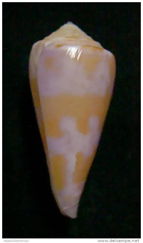 N°2401  //  CONUS  BRUUNI  " Nelle-CALEDONIE "  //  F+/ F++ :  37,5mm  //   TRES RARE   . - Seashells & Snail-shells