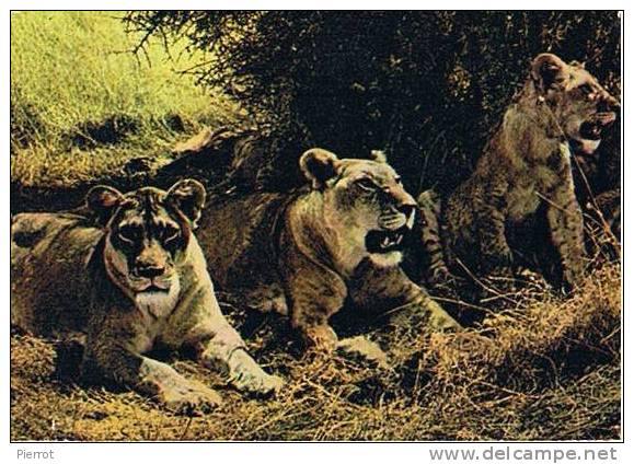 150308 Lionnes - Lions