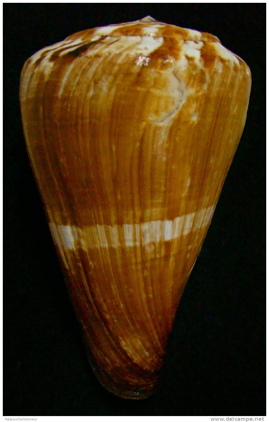 N°2415  //  CONUS  VEXILLUM  " Nelle-CALEDONIE " //  F+/ F++ : GROS : Environ 135mm  //  ASSEZ RARE . - Seashells & Snail-shells