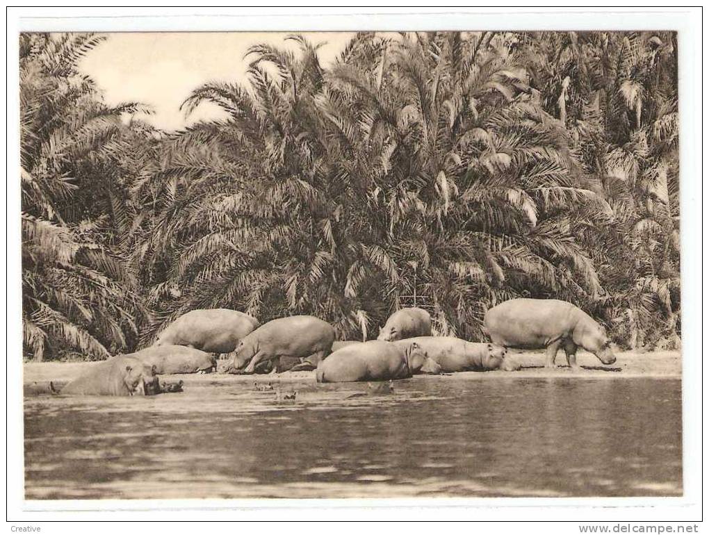 HIPPOPOTAMI.Vitshumbi,pla In  E  Du Lac Edouard.Parc National Albert (2scans) - Elephants