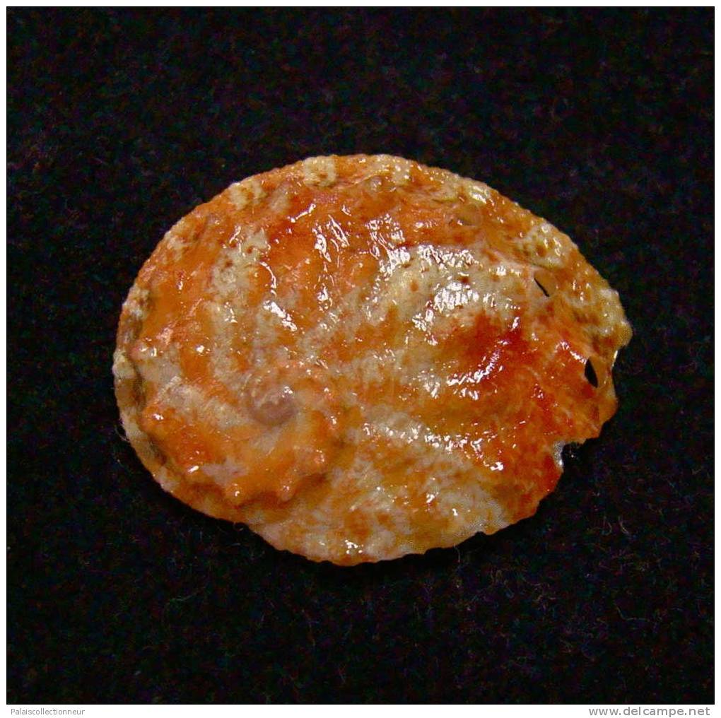 N°2427  //  HALIOTIS  OVINA  " Nelle-CALEDONIE " //   F++ :  DWARF :  24,6mm  //  PEU COURANT . - Coquillages