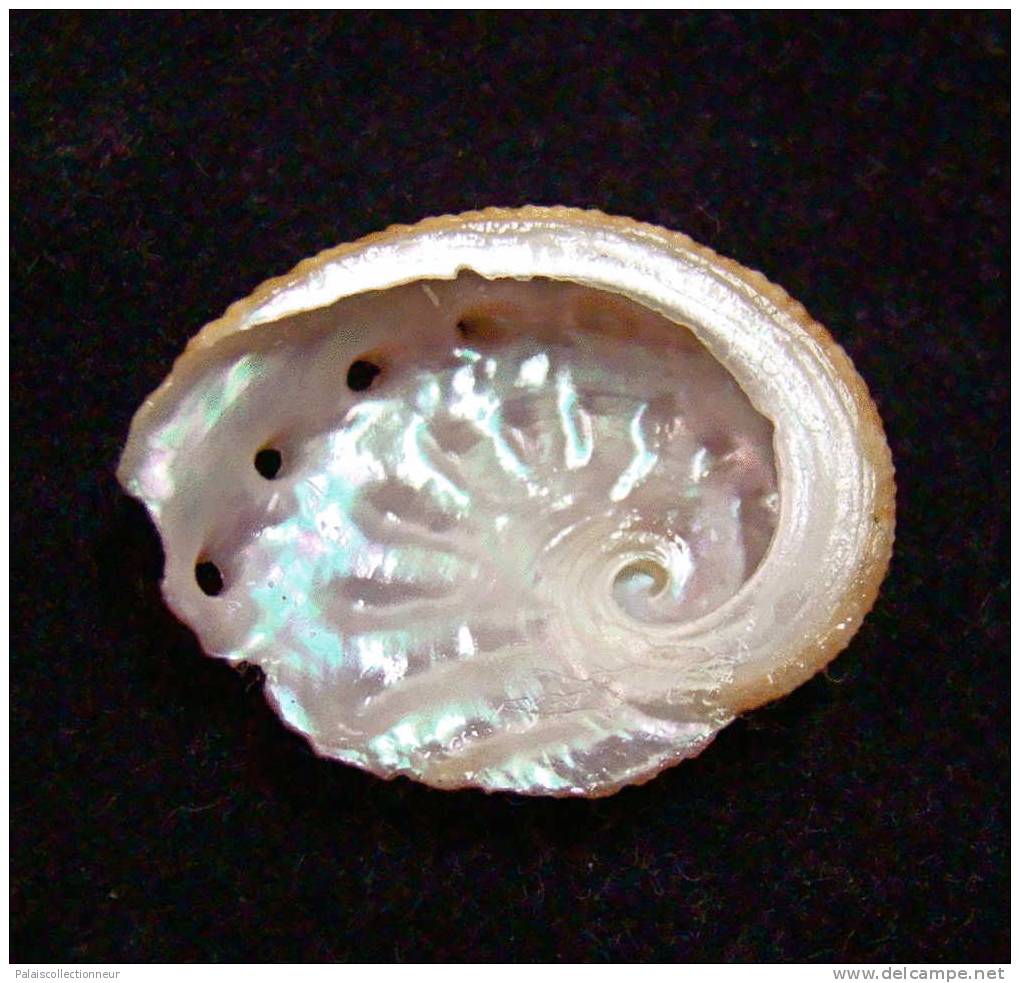 N°2427  //  HALIOTIS  OVINA  " Nelle-CALEDONIE " //   F++ :  DWARF :  24,6mm  //  PEU COURANT . - Seashells & Snail-shells