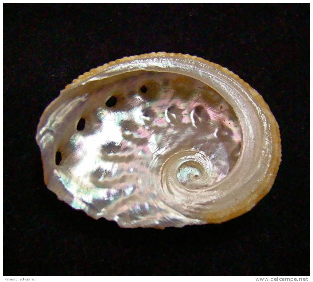 N°2429  //  HALIOTIS  OVINA  " Nelle-CALEDONIE " //   F+++  :  35,4mm  //  PEU COURANT . - Seashells & Snail-shells