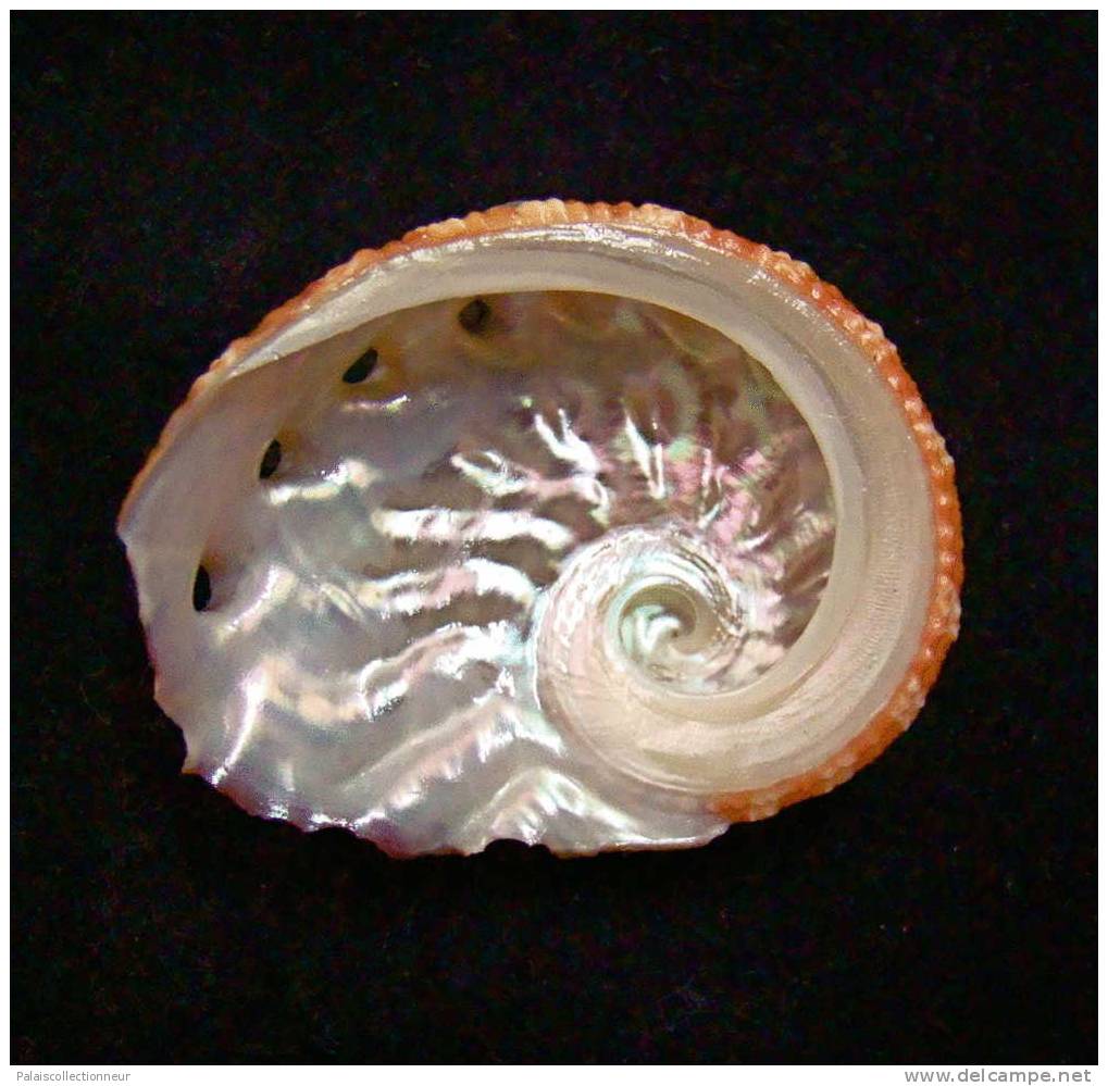 N°2430  //  HALIOTIS  OVINA  " Nelle-CALEDONIE " //   F+++  :  40,5mm  //  PEU COURANT . - Seashells & Snail-shells