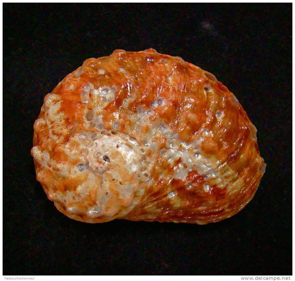 N°2431  //  HALIOTIS  OVINA  " Nelle-CALEDONIE " //   F+  :  GROS : 53,8mm  //  PEU COURANT . - Seashells & Snail-shells
