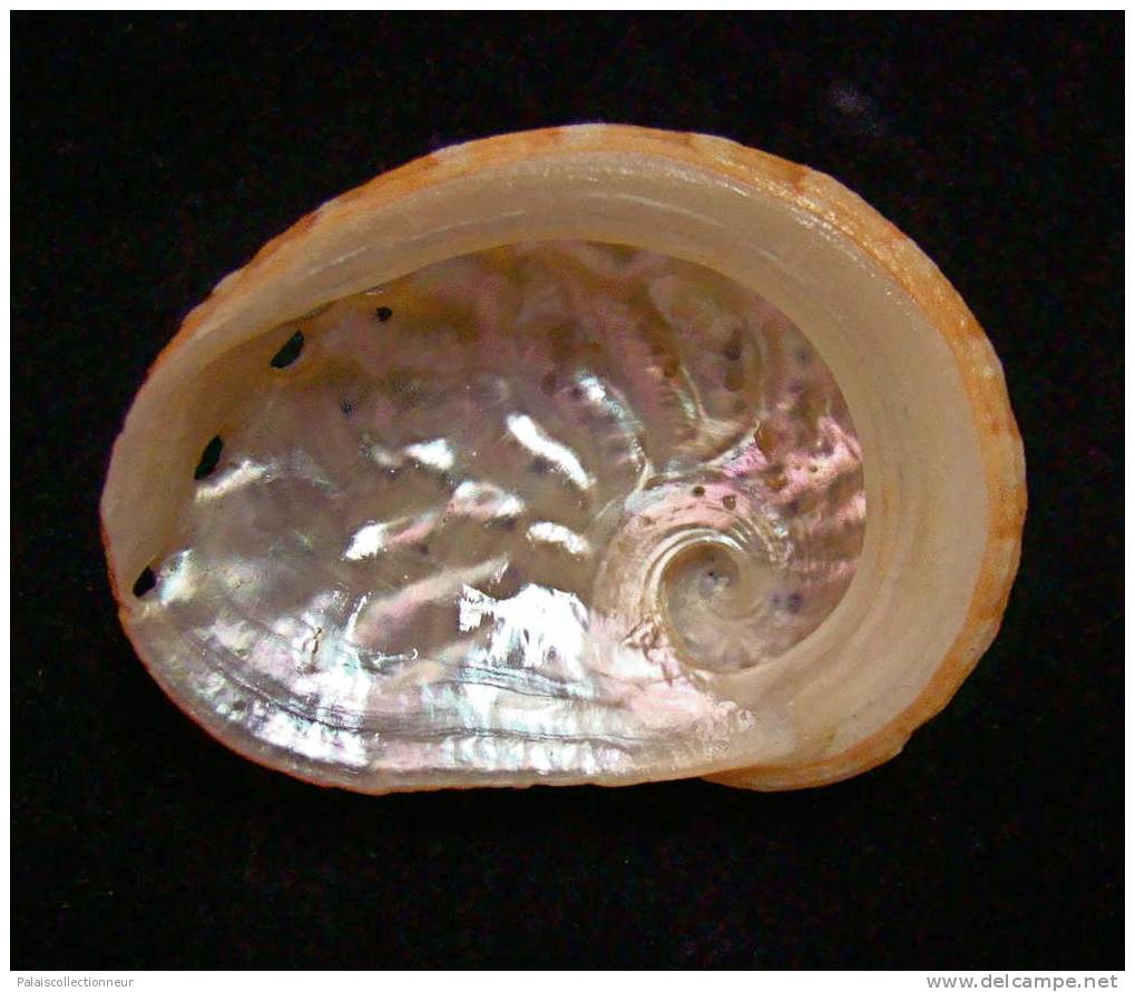 N°2431  //  HALIOTIS  OVINA  " Nelle-CALEDONIE " //   F+  :  GROS : 53,8mm  //  PEU COURANT . - Seashells & Snail-shells