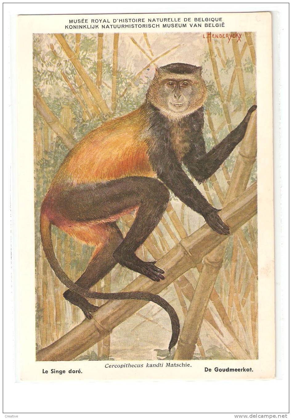 Le Singe Doré - De Goudmeerkat  (2scans) - Monkeys