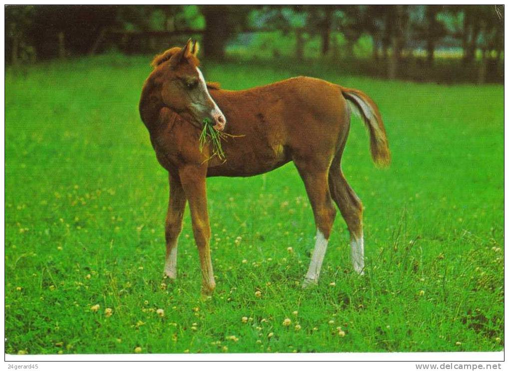 5 CPM ANIMAUX : Singe, Grands Cervidés, Poney, Cygne, 2chats - Apen