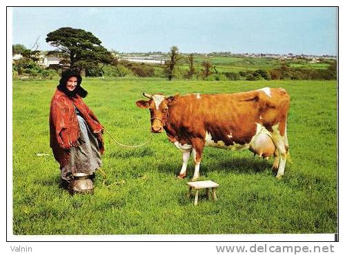 A Guernesey   Cow - Guernsey