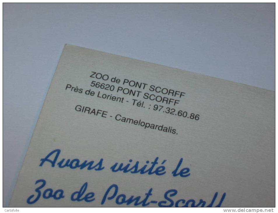 CS18 -   Zoo De Pont Scorff Girafe - Pont Scorff