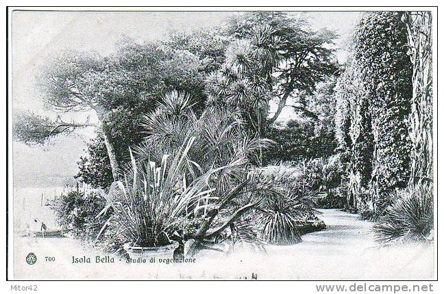 49-Isola Bella-Novara-Piemonte-Studio Di VegetazioneTema: Botanica-V.1906 Per L´Estero: Bucarest-Romania. - Enseignement, Écoles Et Universités