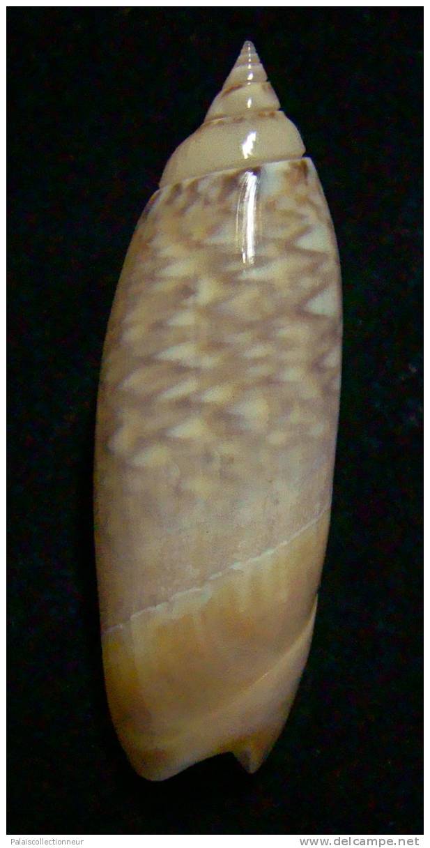 N°2443 //  AGARONIA  LUTRARIA   " INDONESIE "  //  GEM :  42,3mm //  PEU COURANTE  . - Seashells & Snail-shells