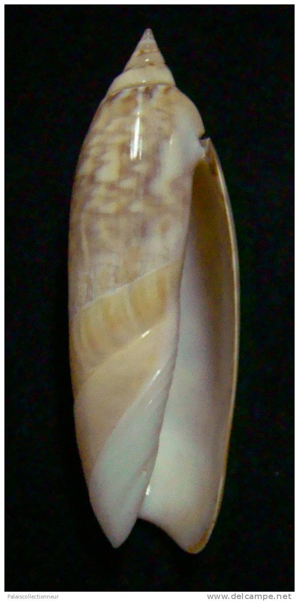 N°2443 //  AGARONIA  LUTRARIA   " INDONESIE "  //  GEM :  42,3mm //  PEU COURANTE  . - Seashells & Snail-shells