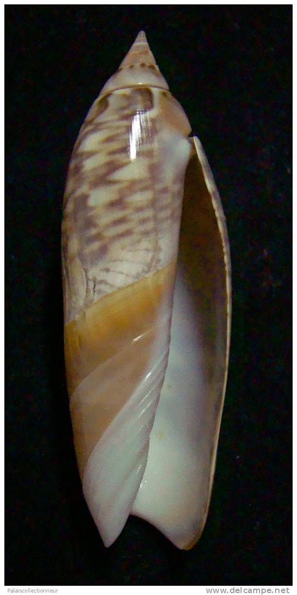 N°2445 //  AGARONIA  LUTRARIA  " DARK "   " INDONESIE "  //  GEM :  45,7mm //  PEU COURANTE  . - Seashells & Snail-shells