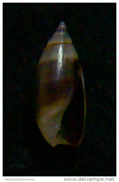 N°2447 //  OLIVELLA  SEMISTRIATA  " DARK "   " PANAMA "  //  GEM :  9,8mm //  PEU COURANTE  . - Seashells & Snail-shells
