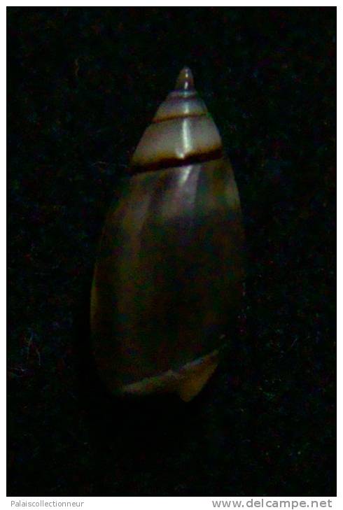 N°2449 //  OLIVELLA  SEMISTRIATA  " DARK "   " PANAMA "  //  GEM :  10,9mm //  PEU COURANTE  . - Seashells & Snail-shells