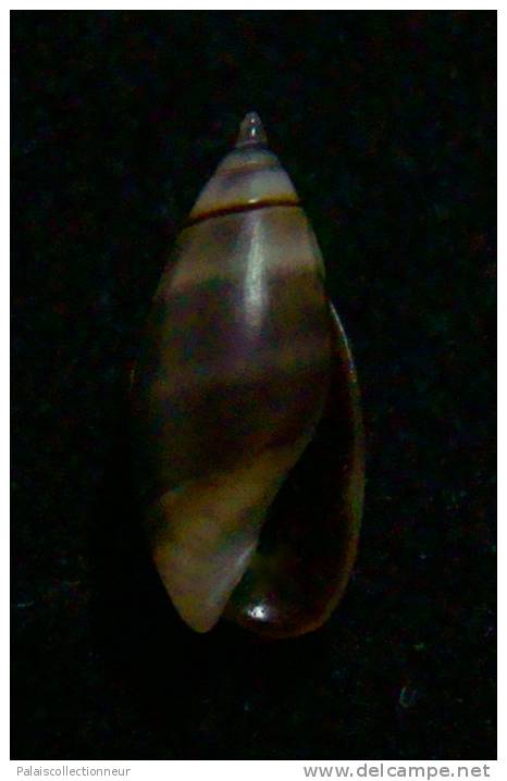 N°2449 //  OLIVELLA  SEMISTRIATA  " DARK "   " PANAMA "  //  GEM :  10,9mm //  PEU COURANTE  . - Coquillages