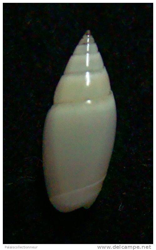 N°2450 //  OLIVELLA  VOLUTELLA  " ALBINOS "   " PEROU "  //  GEM :  13,1mm //  ASSEZ RARE  . - Seashells & Snail-shells