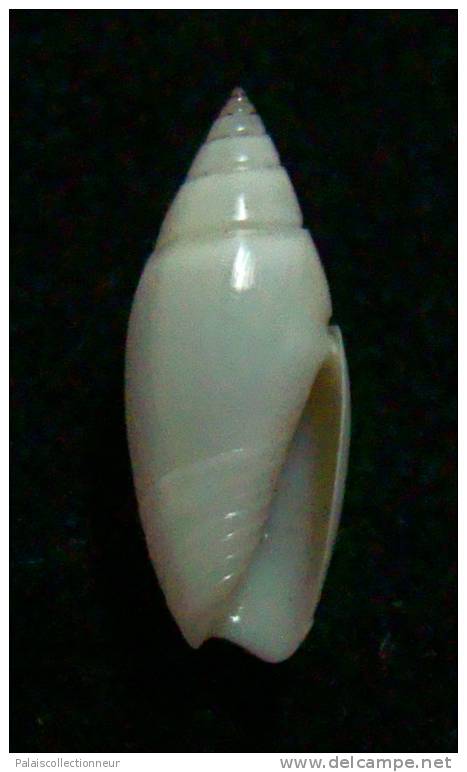 N°2450 //  OLIVELLA  VOLUTELLA  " ALBINOS "   " PEROU "  //  GEM :  13,1mm //  ASSEZ RARE  . - Seashells & Snail-shells