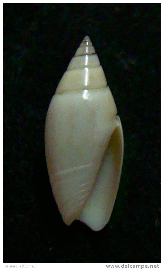 N°2451 //  OLIVELLA  VOLUTELLA  " ALBINOS "   " PEROU "  //  GEM :  14,1mm //  ASSEZ RARE  . - Seashells & Snail-shells