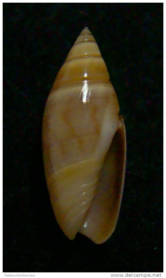 N°2453 //  OLIVELLA  VOLUTELLA  " MARRON "   " PEROU "  //  GEM :  16,7mm //  PEU COURANTE  . - Coquillages