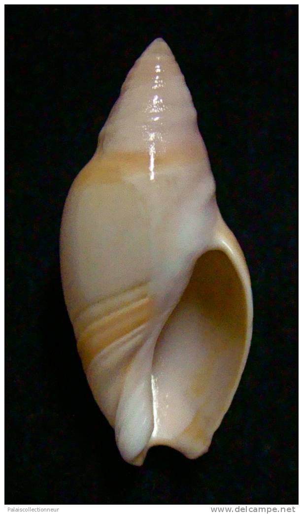 N°2455 //  AMALDA  MAMMILLA   " TAIWAN "  //  GEM :  33,5mm //  PEU COURANTE  . - Seashells & Snail-shells