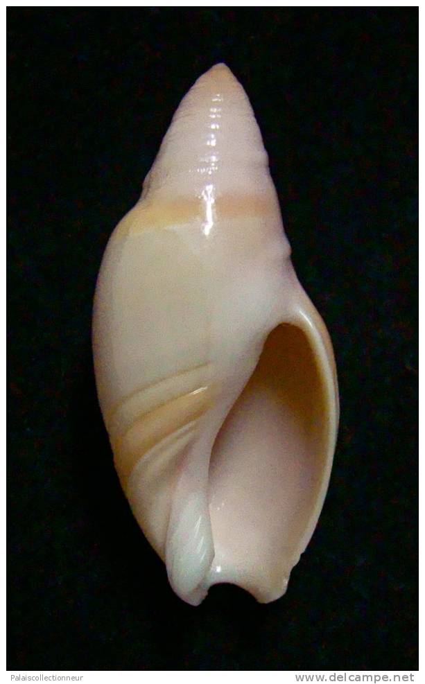 N°2456 //  AMALDA  MAMMILLA   " TAIWAN "  //  GEM :  34,1mm //  PEU COURANTE  . - Seashells & Snail-shells