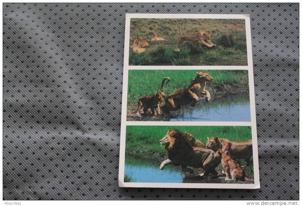 CPM G F DE NAIROBI KENYA AFRIQUE AFRICAN WILDLIFE LIONS -- ANIMAUX SAUVAGES - Leoni