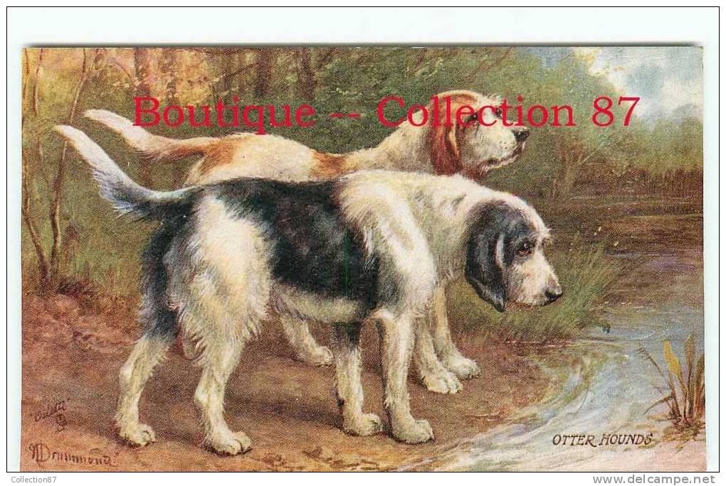 TUCK - SERIE " THE FRIEND Of MAN " 9381 - OTTER HOUNDS - CHIEN De CHASSE à La LOUTRE - DOG - CHIENS - DOS VISIBLE - Tuck, Raphael