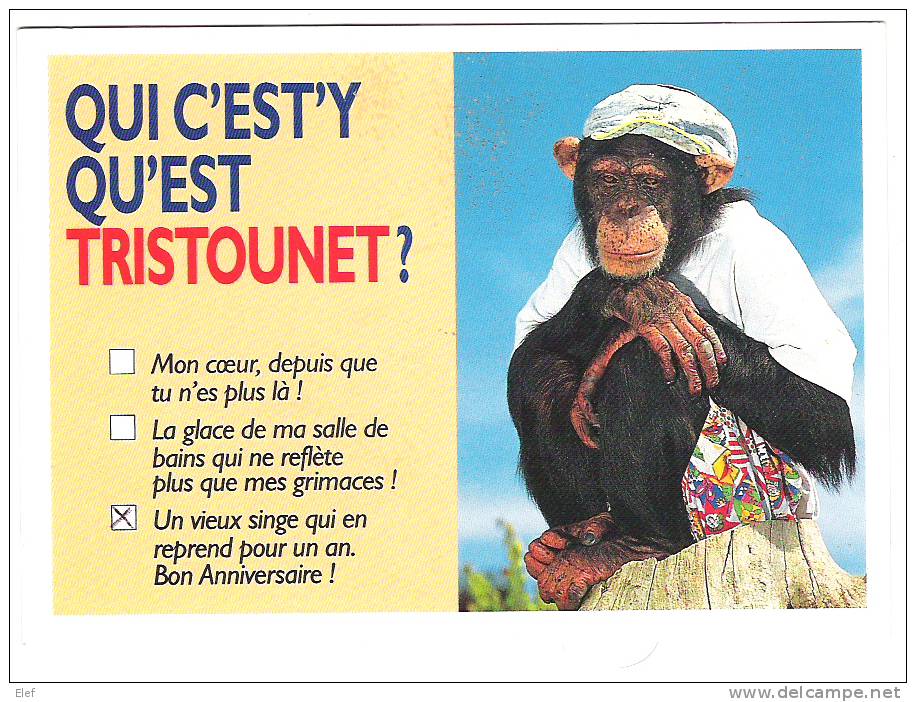 Singe / Ape / Monkey, CHIMPANZEE ; "Qui C'est'y Qu'est Tristounet?"; Question-Reponse ; Photo Lacz-Sunset;1995; TB - Apen