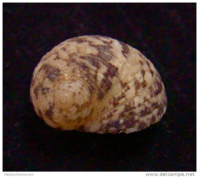 N°2463 //  PSEUDOSTOMATELLA MACULATA " Nelle-CALEDONIE "  //  GEM :  17,8mm  . - Seashells & Snail-shells