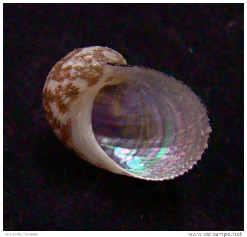 N°2464 //  PSEUDOSTOMATELLA MACULATA  "Nelle-CALEDONIE"  //  GEM :  19,6mm - Seashells & Snail-shells