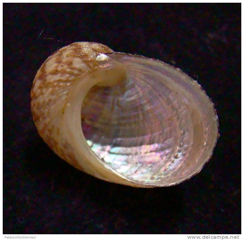 N°2467 //  PSEUDOSTOMATELLA MACULATA  "Nelle-CALEDONIE"  //  GEM :  GROS : 22,8mm - Seashells & Snail-shells