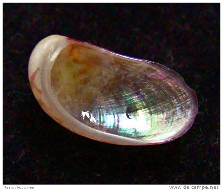 N°2468 //  STOMATELLA  SP.  " VARIETE "   " Nelle-CALEDONIE "  //  GEM :  13,8mm //   PEU COURANT  . - Seashells & Snail-shells