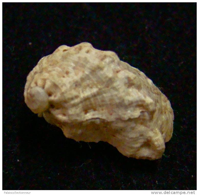 N°2473 //  STOMATIA  PHYMOTIS   " Nelle-CALEDONIE "  //  F+++ :  14,3mm //   RARE  . - Seashells & Snail-shells