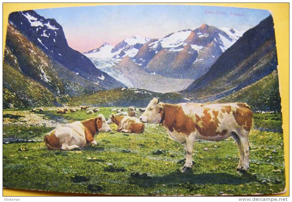 == Kühe Auf Der Alm .. Stubai  Alpen ..1918 Salzburg Kühe Auf Der Alm .. - Zell Am See