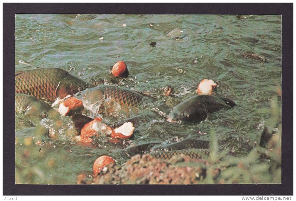 ANIMALS - FISH - COMMON MUD CARP - EATING BREAD THROWN BY VISITORS - PYMATUNING LAKE SOUTH OF LINESVILLE PENNSYLVANIA - Fish & Shellfish