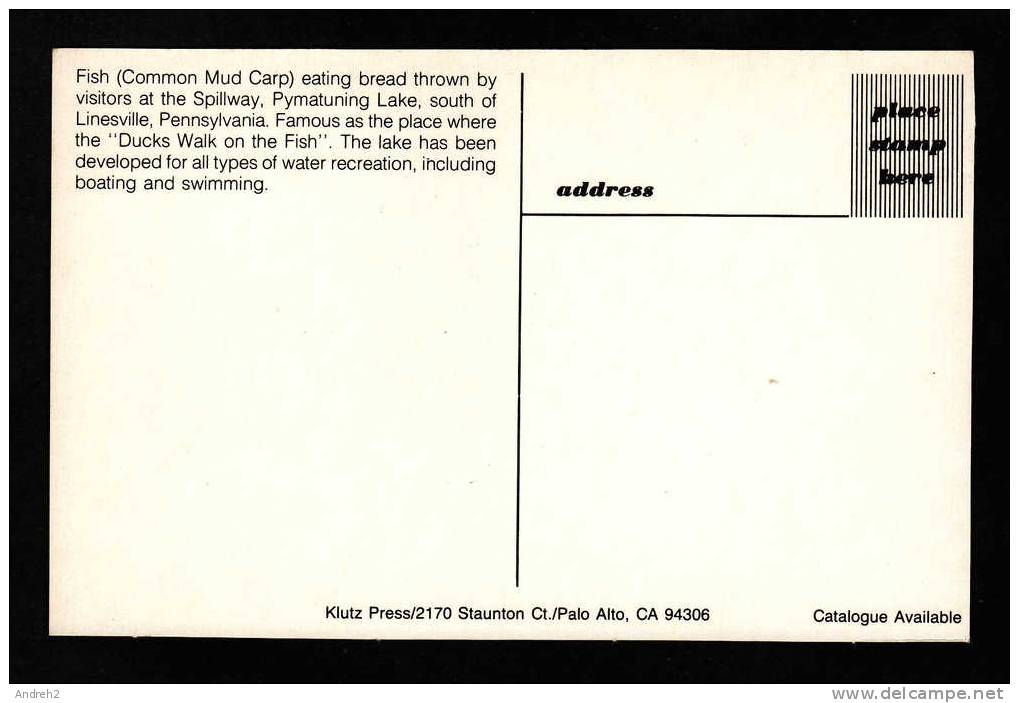 ANIMALS - FISH - COMMON MUD CARP - EATING BREAD THROWN BY VISITORS - PYMATUNING LAKE SOUTH OF LINESVILLE PENNSYLVANIA - Poissons Et Crustacés
