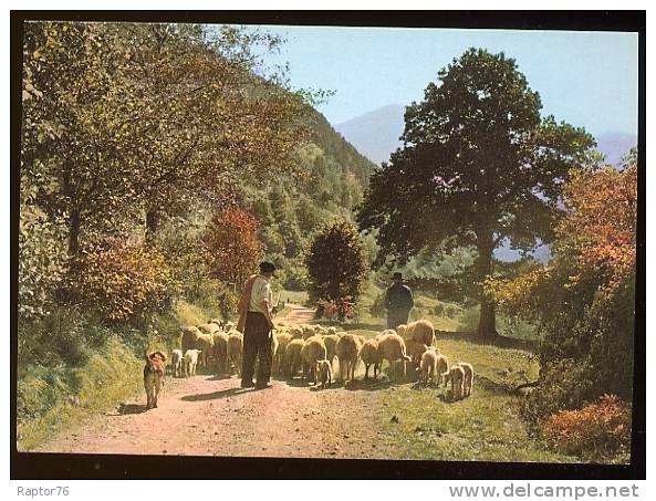 CPM  Animaux  MOUTONS Troupeau Berger Image De Provence - Other & Unclassified