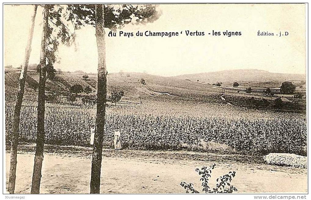 CPA, 51, Vertus Au Pays Du Champagne Vertus, Les Vignes . - Vertus