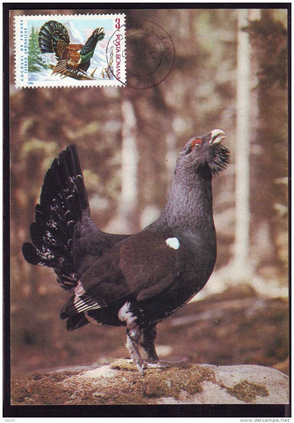 Romania 1989 Maximum Card ,"Tetrao Urogallus", Cock, Rooster , Grouse . - Gallinacées & Faisans