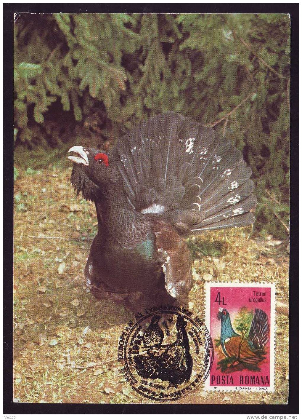 Romania 1989 Maximum Card ,"Tetrao Urogallus", Cock, Rooster , Grouse . - Gallinacées & Faisans