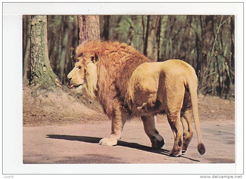 LION D'AFRIQUE  -  Série N°  5138     Les Animaux Sauvages  - MD Paris - Leoni