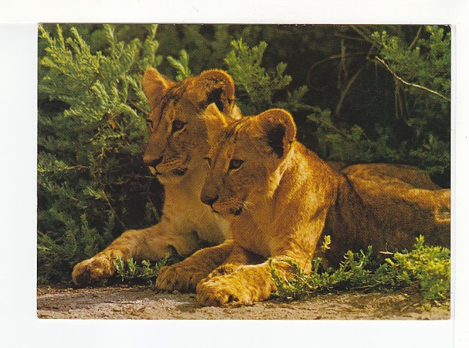 LIONS - Panthera Leo - Löwen - N°  882 - Leones