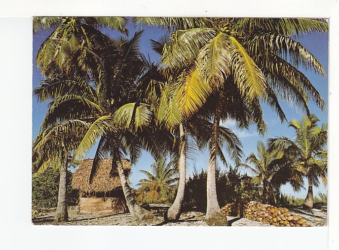 Petite Plantation De Cocotiers - N°  272 - Polynésie Française