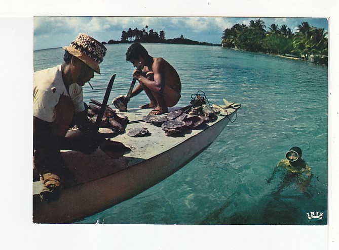 TAHITI -   TUAMOTU  - La Récolte Des Nacres Aux ILES  TUAMOTU  - N° 74 - Polynésie Française